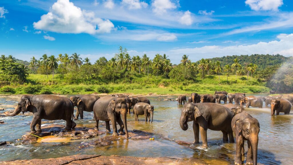 Pinnawala Elephants