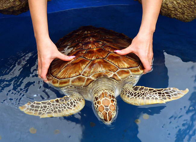 Sea Turtle Ok Lanka Travels