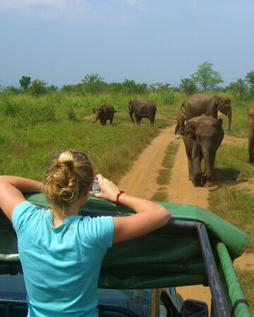 Safari tours