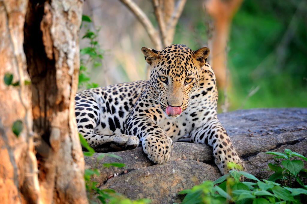 Leopard